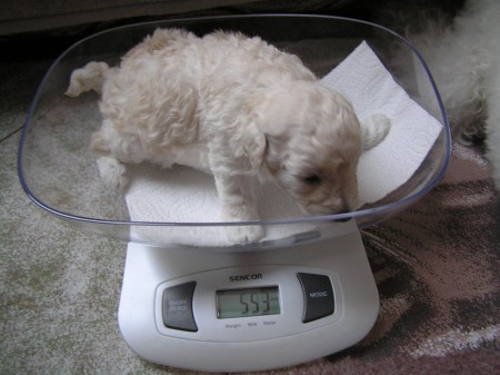 BOREAS Dorly Snowflake Fell 18. den